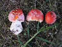 Amanita muscaria image