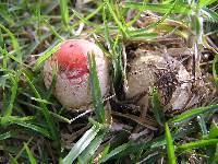 Amanita muscaria image