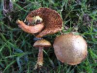 Chalciporus piperatus image