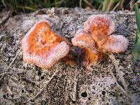 Pycnoporus coccineus image