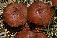 Laccaria laccata image