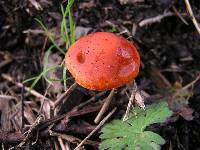 Leratiomyces ceres image