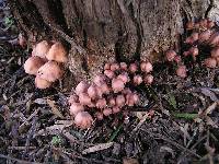 Mycena mariae image