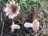 Russula amoenolens image