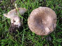 Russula amoenolens image