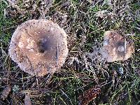 Russula amoenolens image