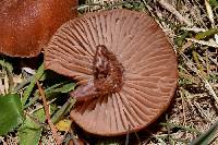 Laccaria laccata image