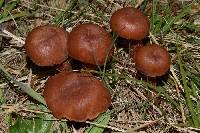 Laccaria laccata image