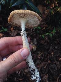 Amanita muscaria image