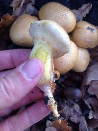 Gymnopilus junonius image