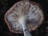 Amanita muscaria image