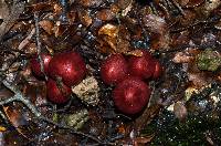 Cortinarius cardinalis image