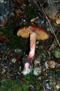 Cortinarius cardinalis image