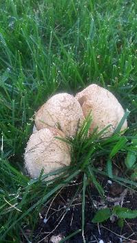 Coprinopsis variegata image