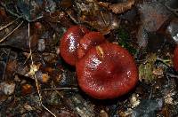 Cortinarius cardinalis image