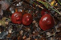 Cortinarius cardinalis image