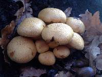 Gymnopilus junonius image