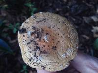 Amanita muscaria image