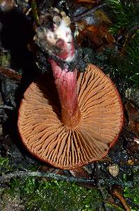 Cortinarius cardinalis image