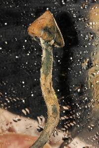 Psilocybe zapotecorum image