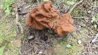 Gyromitra montana image