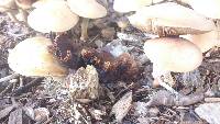 Agrocybe putaminum image