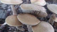 Agrocybe putaminum image