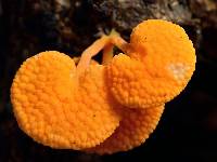 Favolaschia calocera image