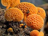 Favolaschia calocera image