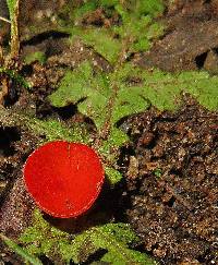 Sarcoscypha coccinea image