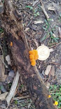 Favolaschia calocera image