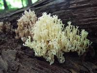 Artomyces pyxidatus image