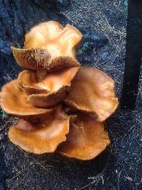 Gymnopilus junonius image