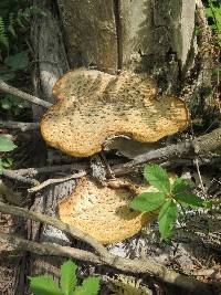 Polyporus squamosus image