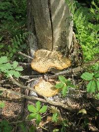 Polyporus squamosus image