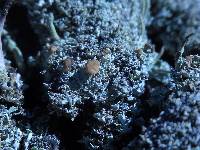 Cladonia caespiticia image