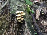 Hypholoma fasciculare image