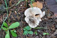 Clitocybe nebularis image