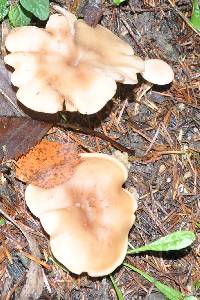 Clitocybe nebularis image