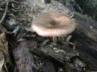 Pluteus cervinus image