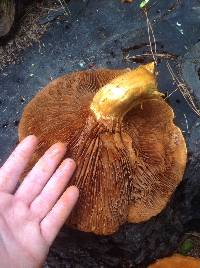 Gymnopilus junonius image