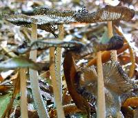 Coprinopsis lagopus image