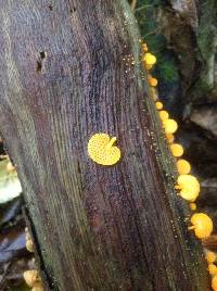 Favolaschia calocera image