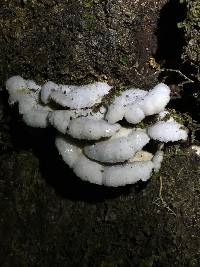 Schizophyllum commune image