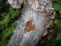 Tremella aurantia image