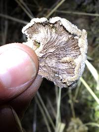 Schizophyllum commune image