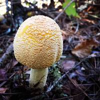 Amanita muscaria image