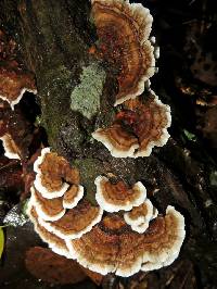 Trametes versicolor image