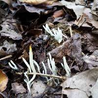 Clavaria fragilis image