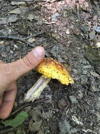 Amanita flavorubens image